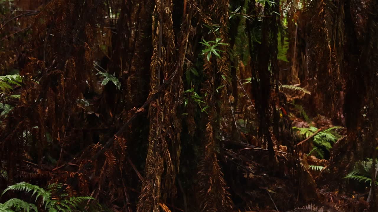 vegetación exuberante y denso follaje en la selva tropical