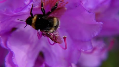 Bumblebee-Climbing-And-Lifting-Off-after-Pollinating-A-Purple-Rhododendron