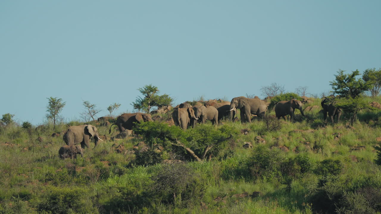 큰 코끼리 무리가 새끼를 데리고 나무로 둘러싸인 푸른 언덕에 모여 활기찬 자연으로 가득 찬 평온한 아프리카 풍경에서 야생동물의 웅장한 아름다움을 보여줍니다.