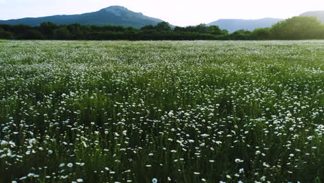 field of daisies at sunset