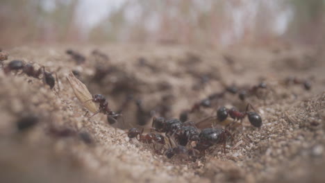 Close-up-footage-of-ants