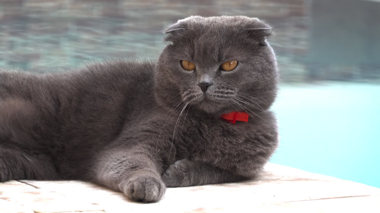 Scottish Fold cat with orange eyes and a red collar resting near a pool
