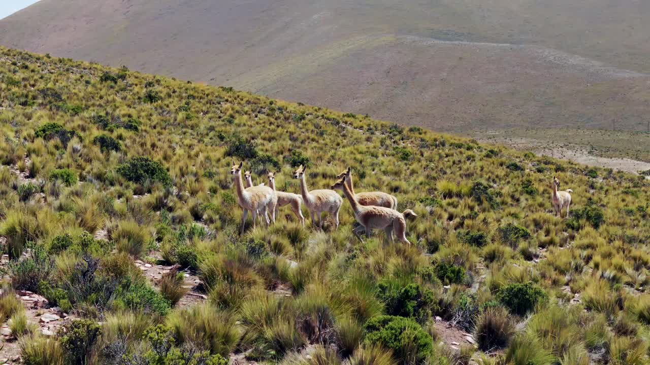 Vicuñas in the Andes Mountains