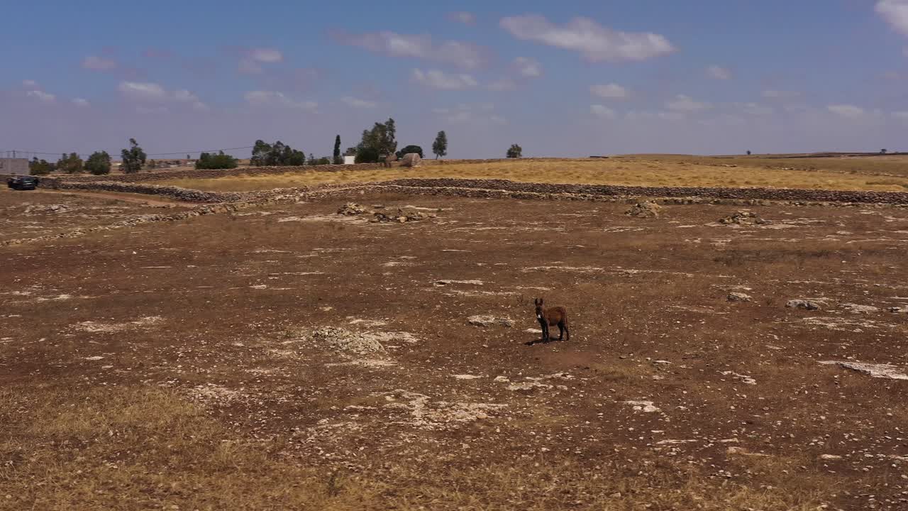 a lonely donkey in a countryside in morocco