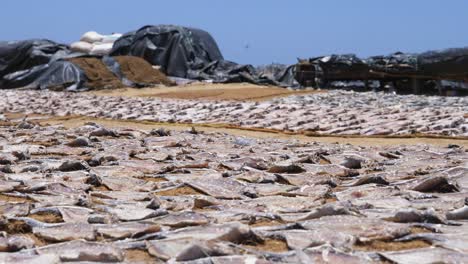 Walking-along-lots-of-fish-being-dried-in-the-hot-sun-by-the-beach-at-the-local-fish-market-in-Negombo,-Sri-Lanka