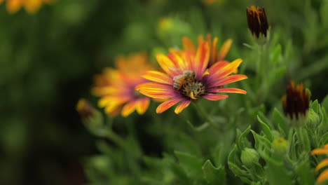 macro of a honey bee collecting pollen and then slowly flying away