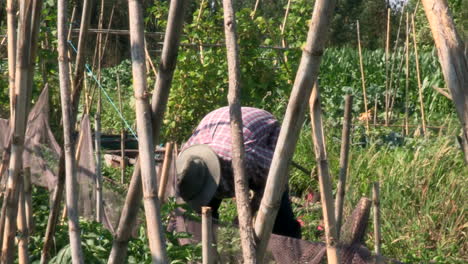 Un-Agricultor-Deshierba-Su-Cosecha-De-Fresas,-Visto-A-Través-De-Juncos-Cruzados