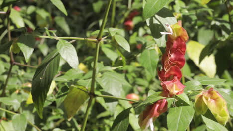 Cámara-Que-Revela-Un-Tiro-Deslizante-De-Flor-De-Planta-De-Camarón-Rojo