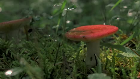 red mushroom in forest