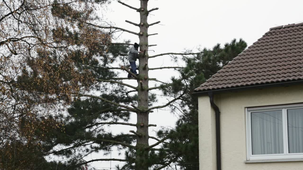 Wide shot of a caucasian man standing on a branch of a tree holding a saw and cutting down a branch