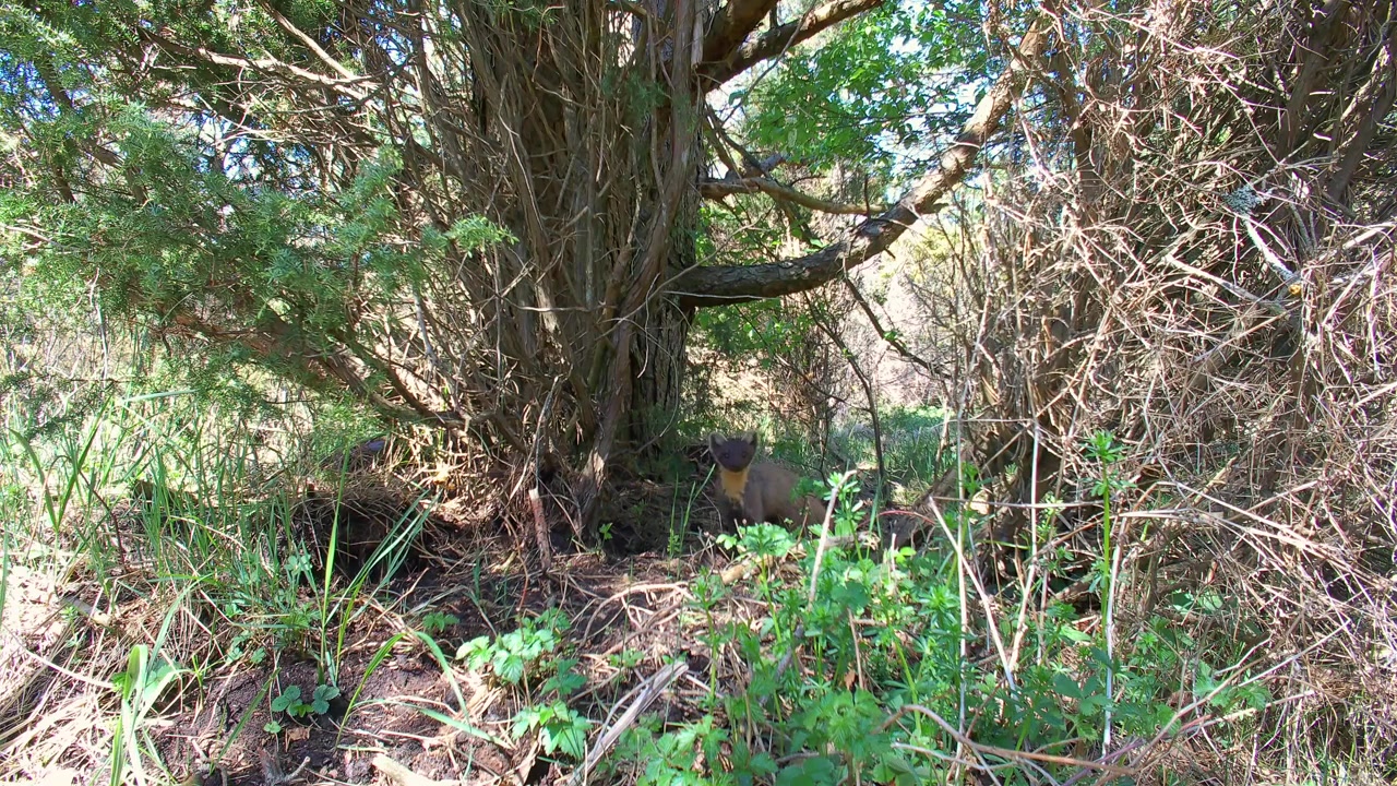 La martora europea (Martes martes), conosciuta anche come martora, guarda nella telecamera e poi salta su un albero di buon mattino. Estonia