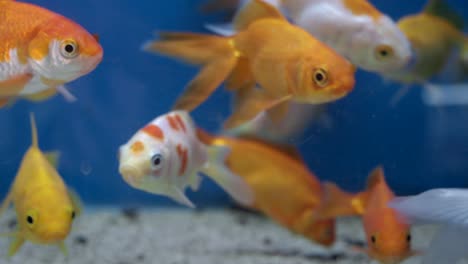 pez dorado nadando en un acuario