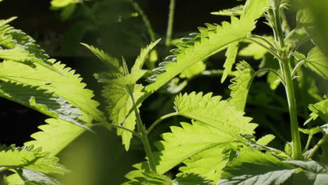 Cerrar-Toma-En-Cámara-Lenta-De-Plantas-De-Ortiga-Moviéndose-En-El-Viento