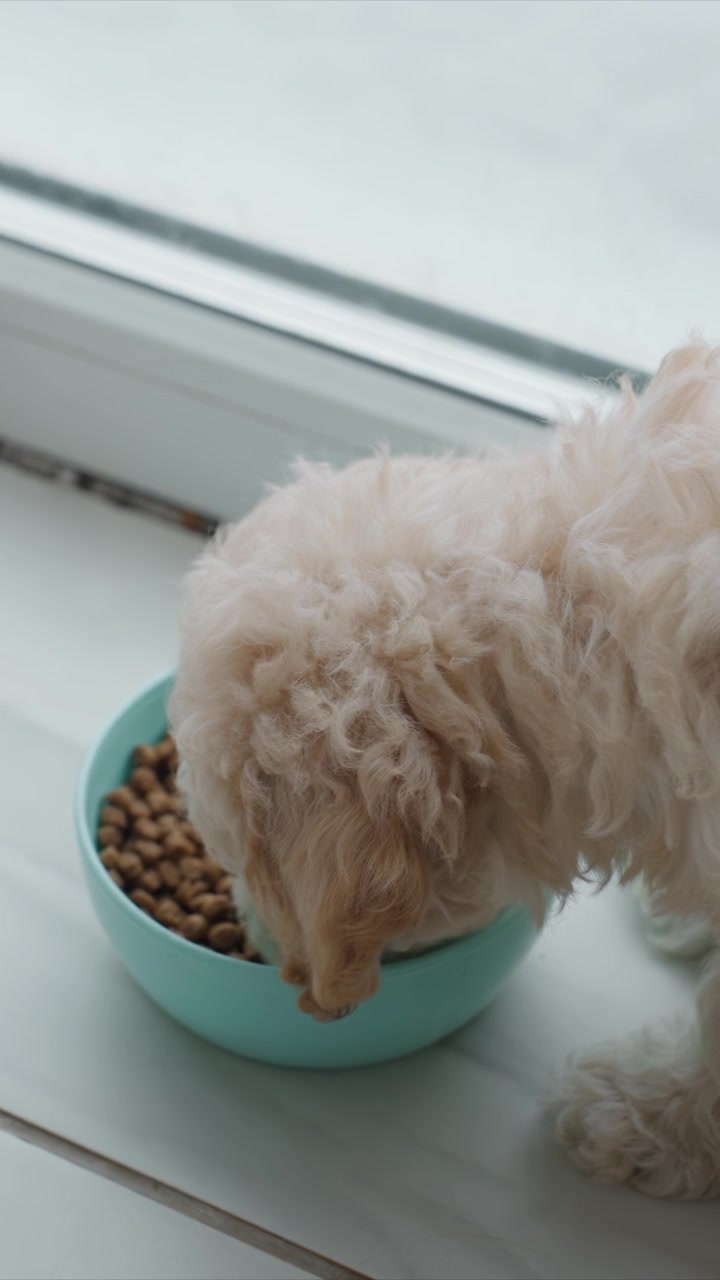 Pequeno cão branco e peludo foca consistentemente e consome ração marrom em grânulos de uma tigela azul-clara posicionada no parapeito da janela. O animal permanece engajado com a refeição durante todo o tempo, com a cabeça abaixada na tigela