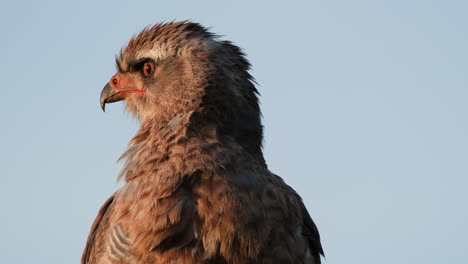 Águila-Real-Mirando-Alrededor-En-Su-Hábitat-Durante-La-Puesta-De-Sol-En-África