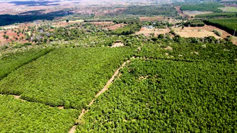 Drohnenansicht---Afrika-Wald---Afrika-Buschfeuer