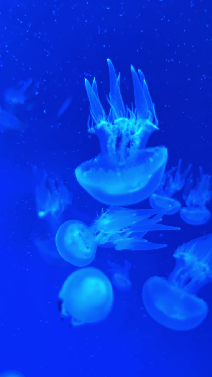 Gruppo di meduse luna blu traslucide in acquario. Molteplici piccole meduse luna traslucide che fluttuano in acqua blu profonda con piccole bolle d'aria sullo sfondo.