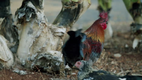 roosters and chickens foraging outdoors