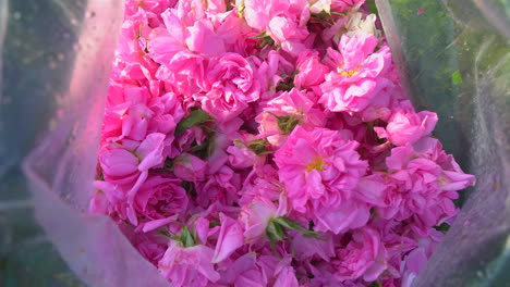 pink rose petals in to a transparent sack