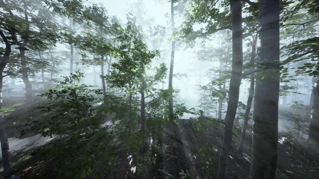 영화 속 가을 시즌 숲의 fpv 비행 장면