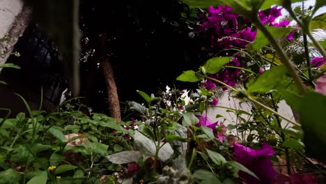 zoom in view of a green garden with a variety of plants and purple or violet flowers.