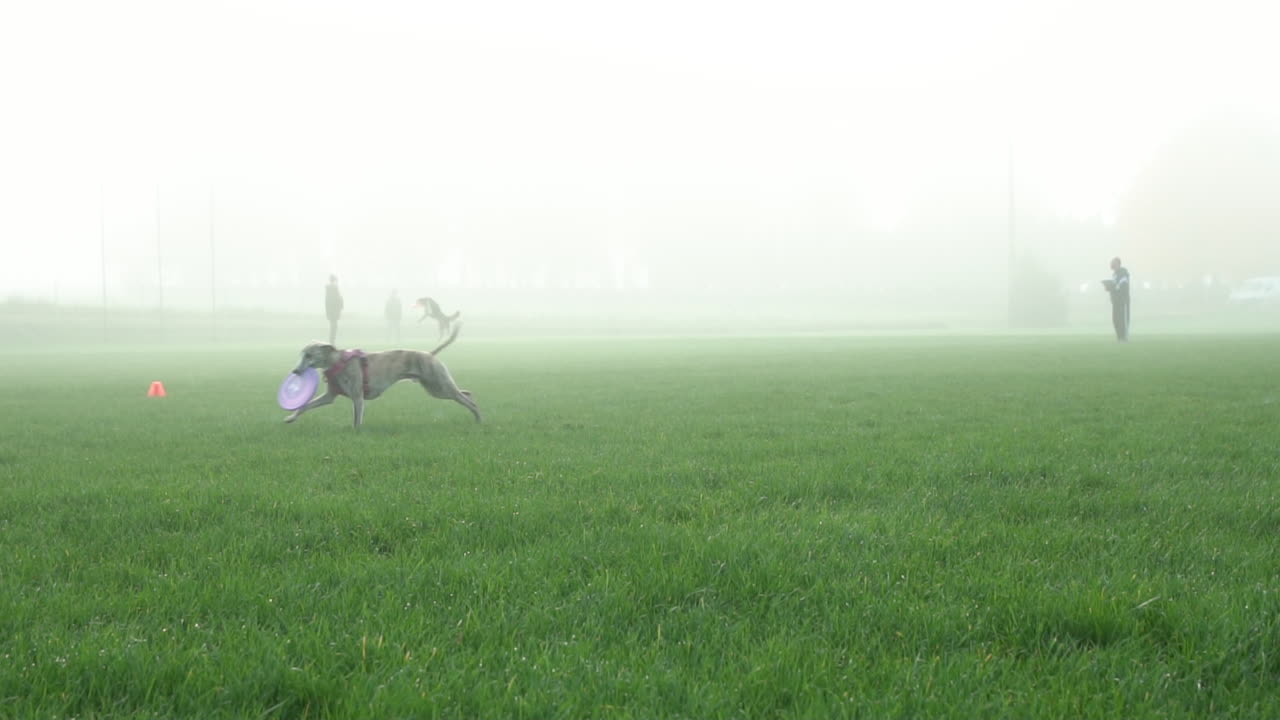 Dog runs to jump and catch frisbee disk in foggy grass field, Slowmo