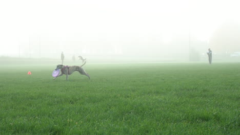 dog runs to jump and catch frisbee disk in foggy grass field, slowmo