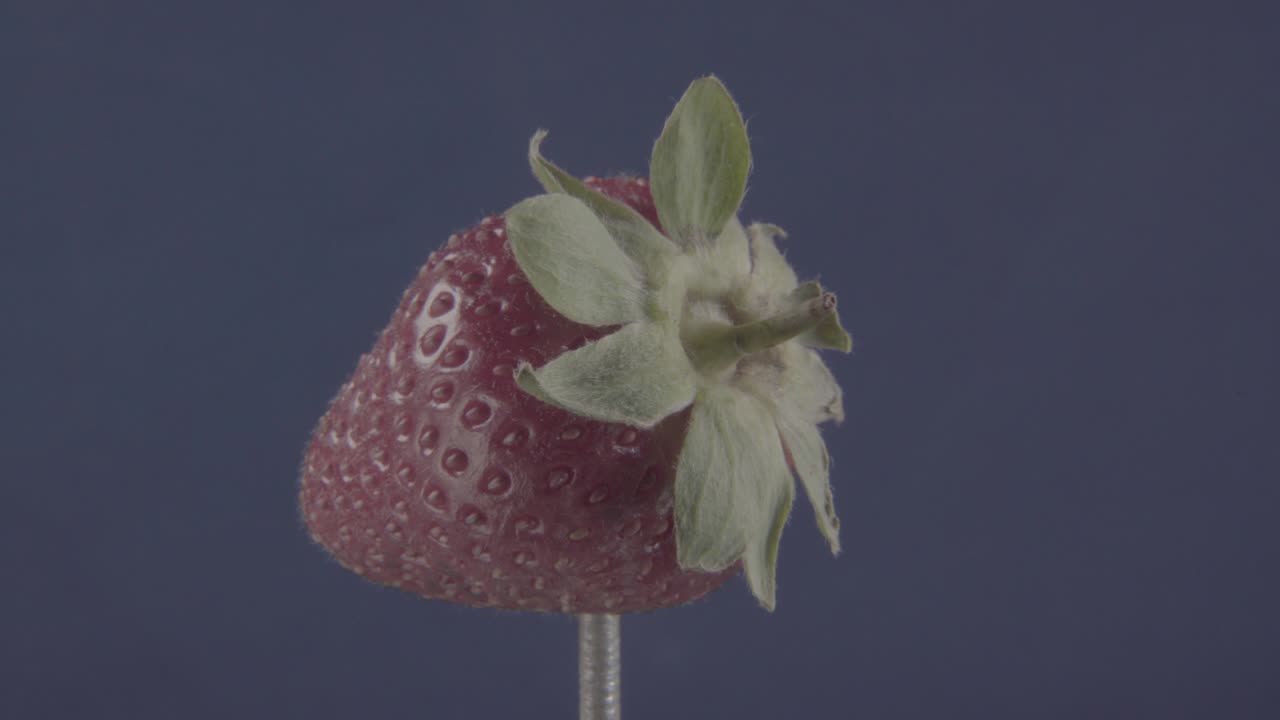 크로마 키를 위해 파란 화면에 루프와 함께 회전하는 딸기