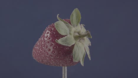 strawberry rotating with loop on blue screen for chroma key