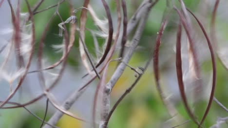 spongy seeds in twig  flying