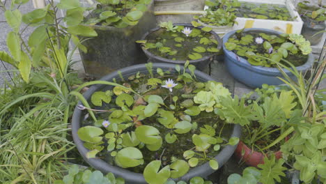 dwarf waterlily on a big ceramic pot in the garden. high angle shot