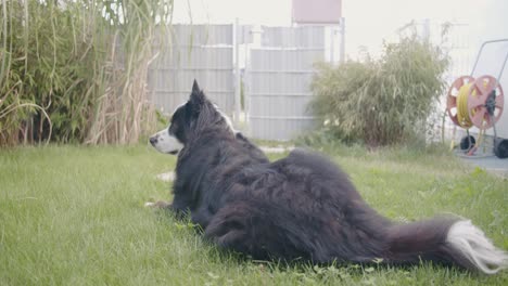 A-dog-laying-in-a-garden-and-looking-around