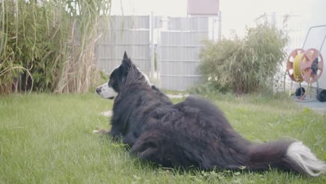 a dog laying in a garden and looking around