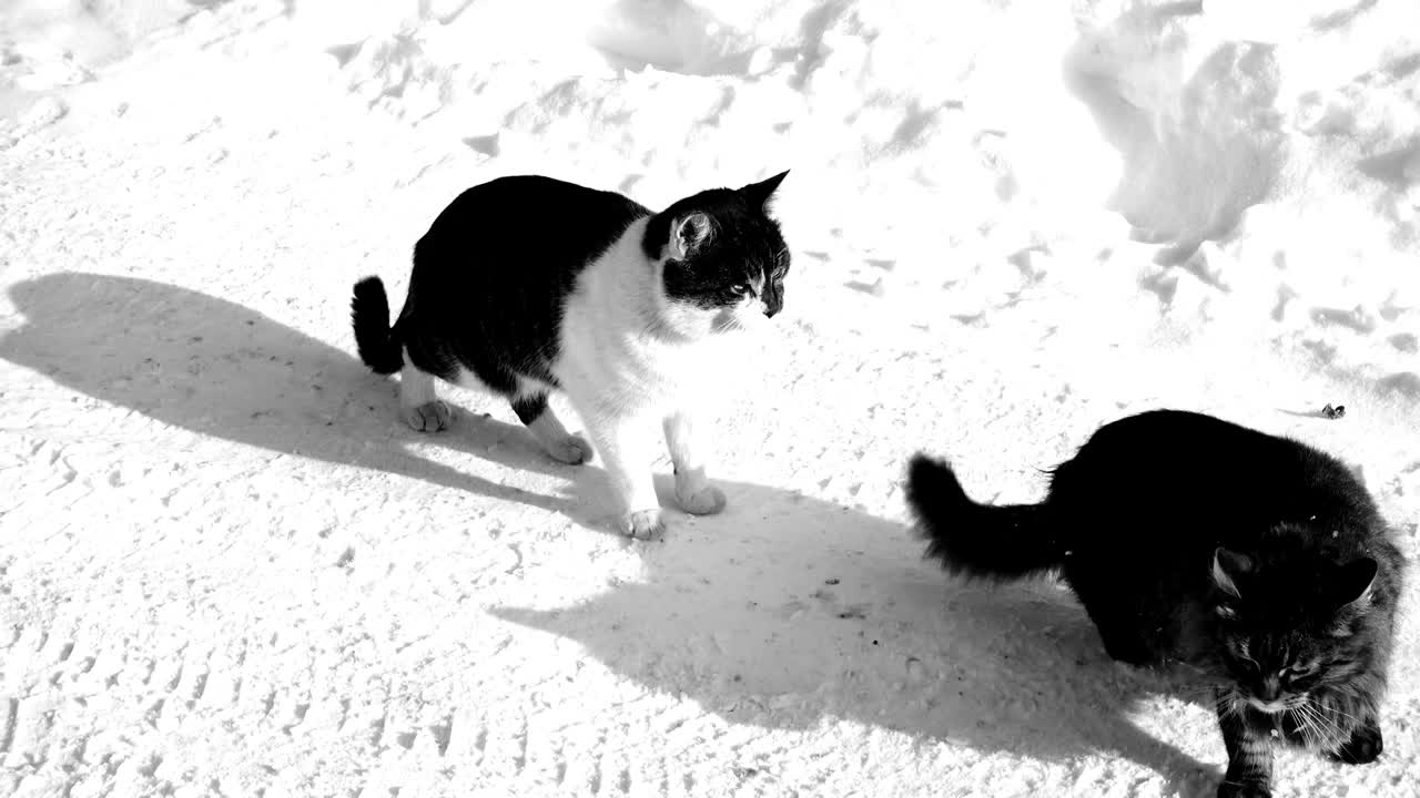 gatos en la nieve. disparar en el invierno.