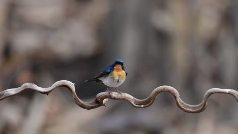 El-Papamoscas-Azul-De-Indochina-Se-Encuentra-En-Los-Bosques-De-Las-Tierras-Bajas-De-Tailandia,-Conocido-Por-Sus-Plumas-Azules-Y-Su-Pecho-De-Naranja-A-Blanco