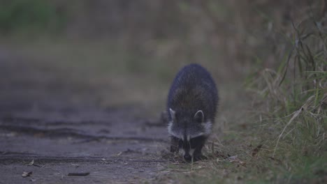 raccoons walking along trail looking in grass for food