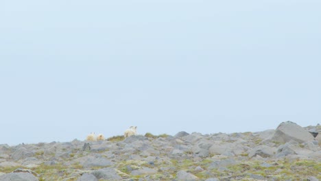 sheep in the rocky mountains during summer. wide shot