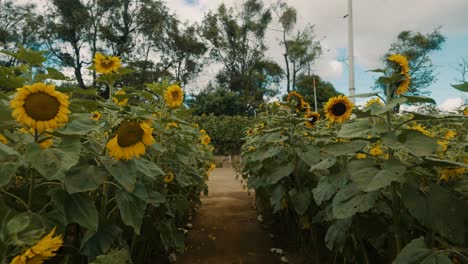 rural landscape with field of blooming sunflowers - approach