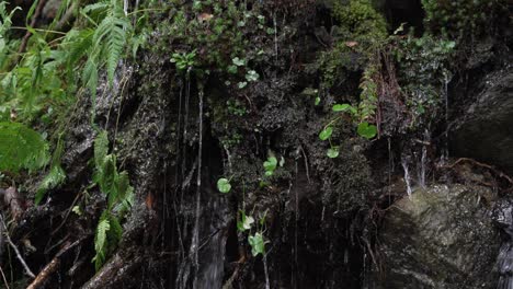 water pouring down the wet moss of the forest