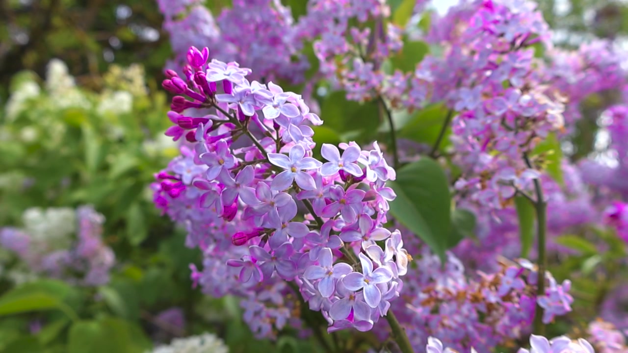 Purple and violet lilac flowers blossoming on a bush and swaying gently in the breeze during a sunny spring day, with a soft focus green background and beautiful bokeh highlights