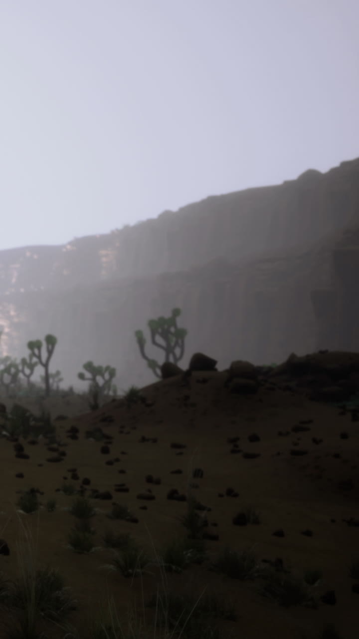 Cacti grow on rocky terrain under the sunlight near a mountain range