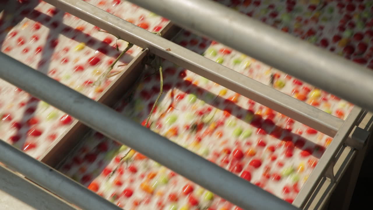 Cherry Tomatoes on a Conveyor Belt in a Food Processing Plant
