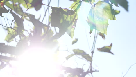 sun shining through leaves of a tree on a clear day