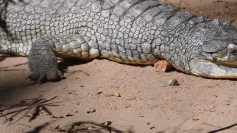 Cocodrilo-Gavial-Indio-Dentro-De-Un-Parque-Zoológico