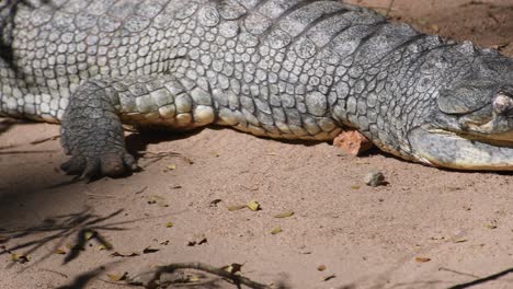 cocodrilo gavial indio dentro de un parque zoológico