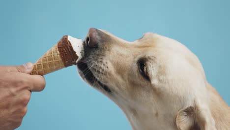 dog eating ice cream