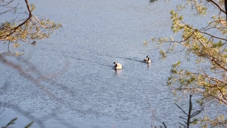 two canadian geese in water isolated by trees at a distance from above zoomed - canada goose swimming and moving in calm water - canada goose in park framed by opening in forest nature wide