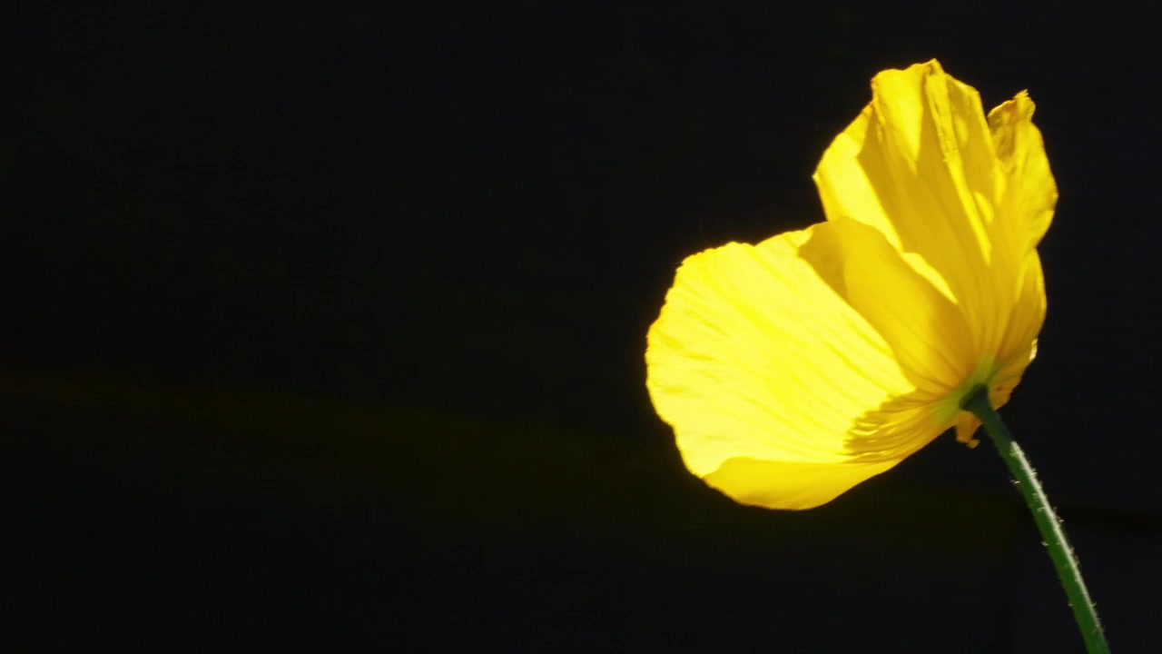 Enkelt gul valmue blomstrer mod en skarp sort baggrund. Blødt lys fremhæver sarte kronblade og slank stilk. Naturlig kontrast skaber et slående, minimalistisk visuelt fokus.