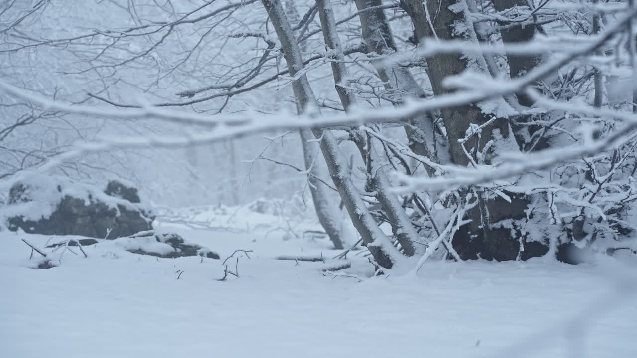 겨울에 눈 인 숲의 풍경, 차분하고 조용한, 벌거벗은 나무와 눈으로 인 땅