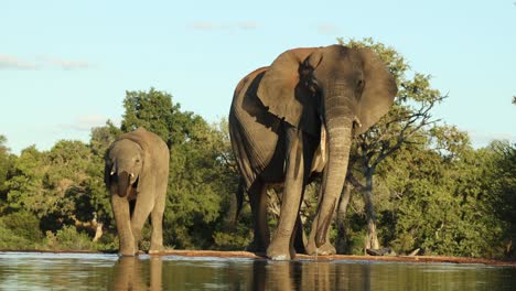 wide shot of a mother and calf african elephant drinking at a small waterhole in front of of an underground hide, mahatu game reserve